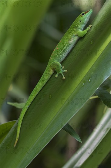 Madagascar Day Gecko (Phelsuma madagascariensis)