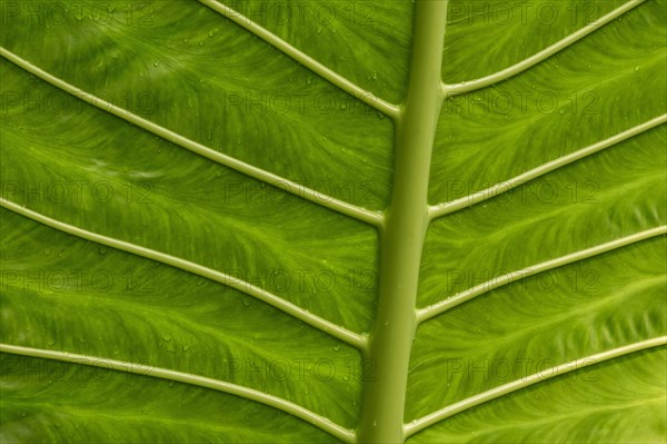 Giant Alocasia (Alocasia macrorrhiza)