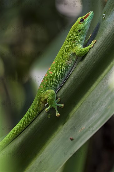 Madagascar Day Gecko (Phelsuma madagascariensis)