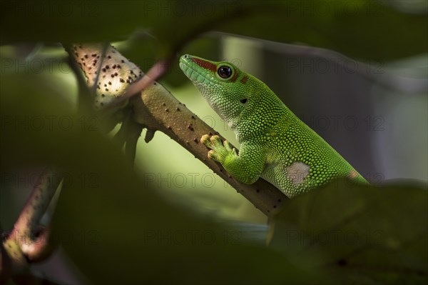 Madagascar Day Gecko (Phelsuma madagascariensis)