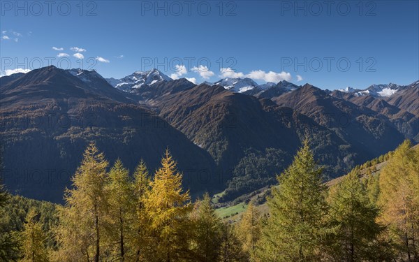 Yellowed European larches (Larix decidua)