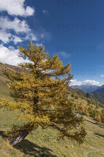 European larch (Larix decidua)