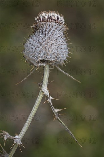 Woolly thistle (Cirsium eriophorum)