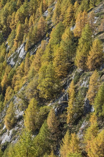 European larches (Larix decidua)