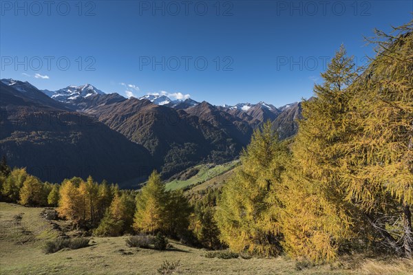 Yellowed European larches (Larix decidua)