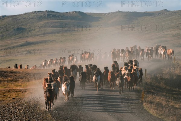 Icelandic horses (Equus islandicus)