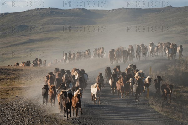 Icelandic horses (Equus islandicus)