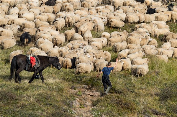 Domestic sheep (Ovis aries)