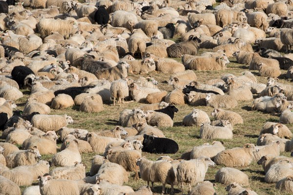 Sheep (Ovis aries) in a pen