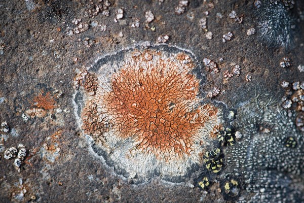 Lichen (Lichen) on a stone