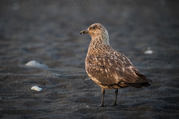 Great skua (Stercorarius skua) on the beach