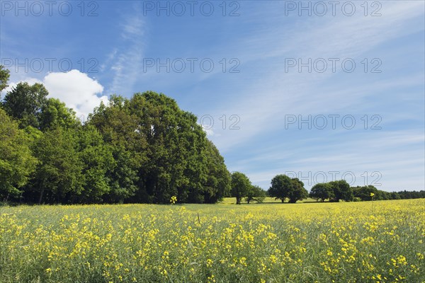 Rape field at the edge of a wood