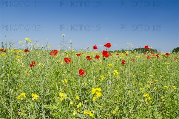 Poppies in a field of rape