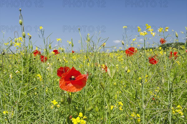 Poppies in a field of rape