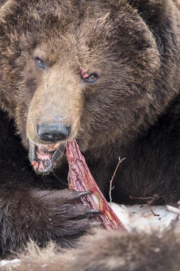 Brown bear (Ursus arctos) eating