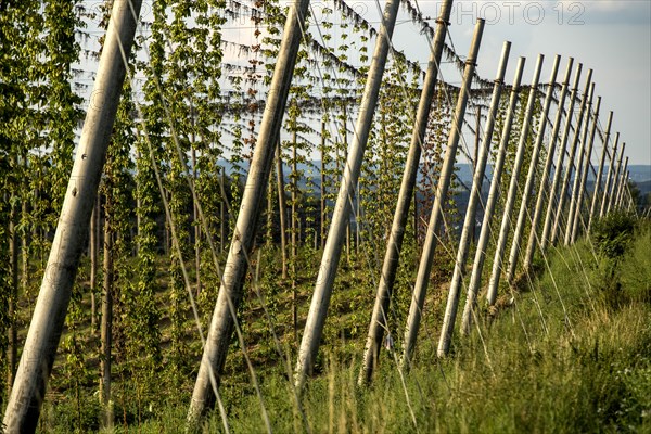 Hop garden shortly before harvest in Siegburg