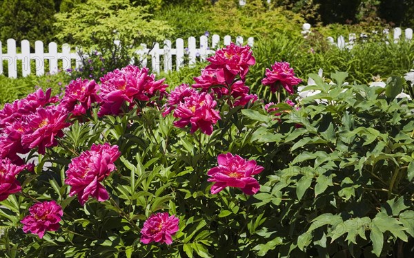 Pink Peony flowers (Paeonia sp.) and white wooden picket fence in front yard country garden