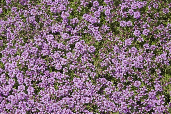 Orpine (Hylotelephium anacampseros)