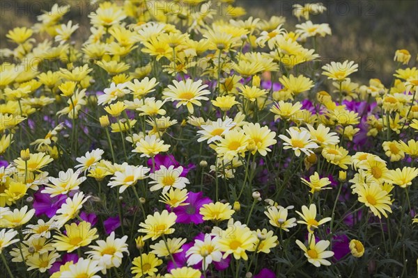 Marguerite Daisy or Summer Daisy (Argyranthemum frutescens)