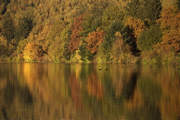 Colourful deciduous forest in autumn