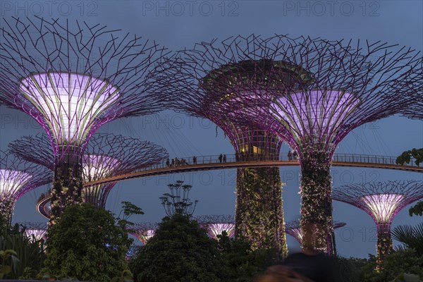 Skyway between colorfully lit Super Trees