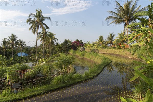 Rice paddies in Banjar