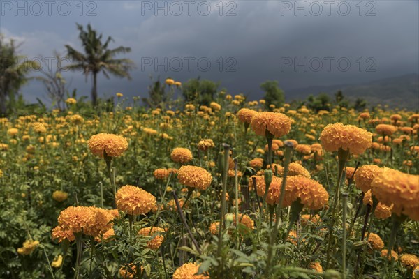 Field with tagetes flowers (Tagetes)