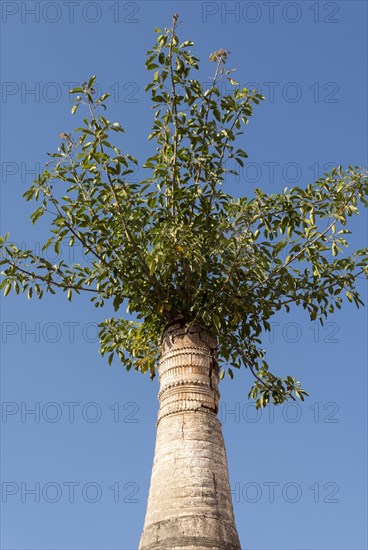 Tree overgrowing a stupa at Shwe Inn Thein Paya