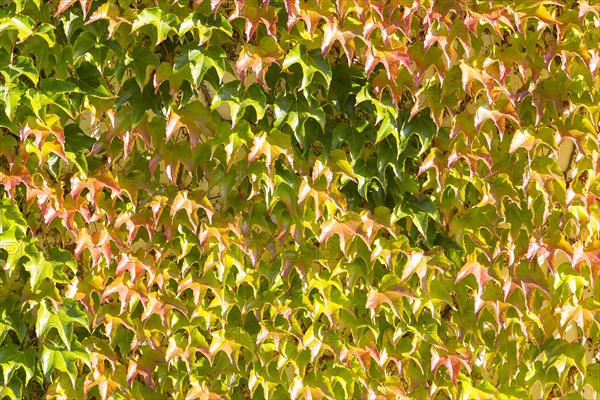 Woodbine (Parthenocissus tricuspidata)