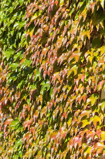 Woodbine (Parthenocissus tricuspidata)