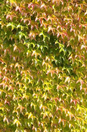 Woodbine (Parthenocissus tricuspidata)