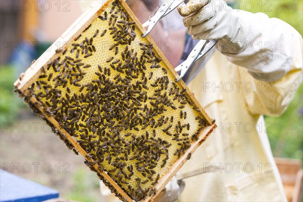 European or western honey bee (Apis mellifera)