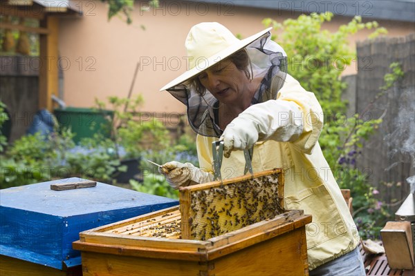 Beekeeper tending beehive
