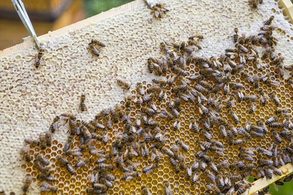 European honey bees (Apis mellifera) sealing brood comb