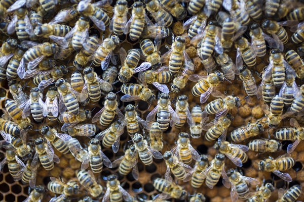 European honey bees (Apis mellifera) sealing brood comb