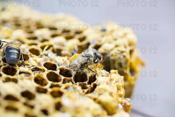 European honey bees (Apis mellifera)