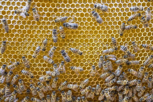European honey bees (Apis mellifera) on honeycomb in hive