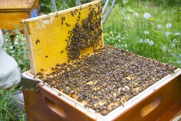 European honey bees (Apis mellifera) on frame in hive