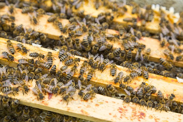 European honey bees (Apis mellifera) on frame in hive