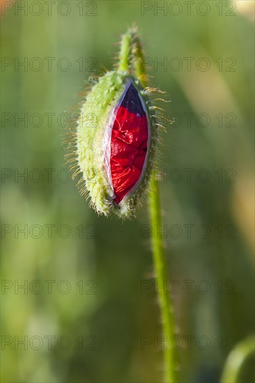 Bud of Poppy flower (Papaver) in a field