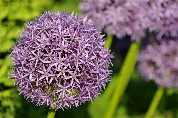 Persian Onion or Star of Persia (Allium cristophii)