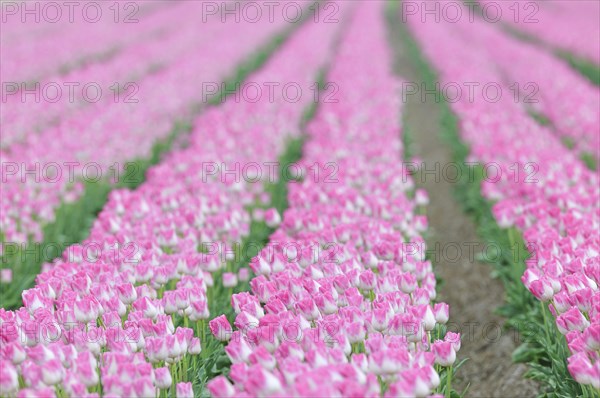 Tulip cultivation