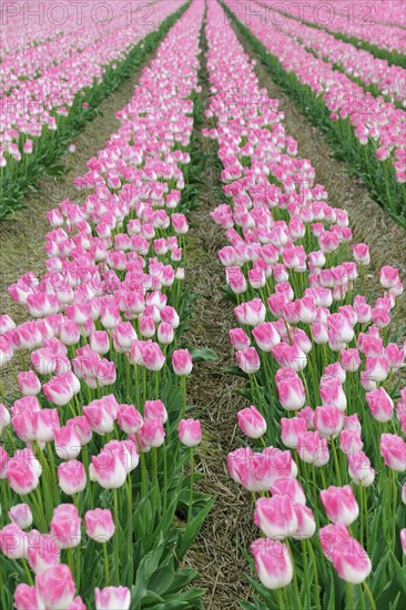 Tulip cultivation