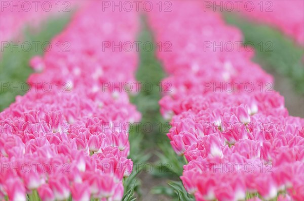 Tulip cultivation