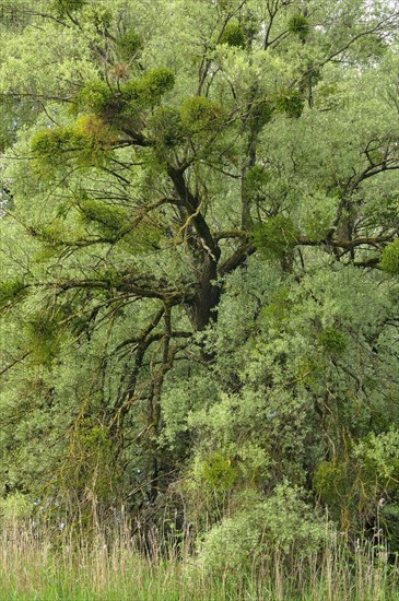 Willow (Salix sp.) with mistletoe (Viscum sp.)