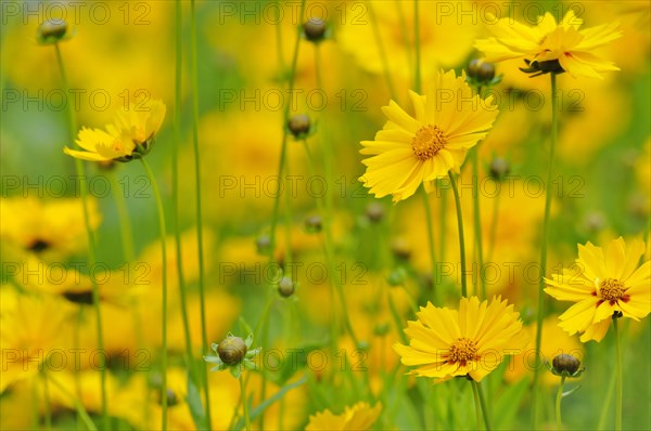 Calliopsis or tickseed (Coreopsis)