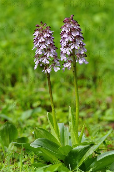 Lady orchid (Orchis purpurea)