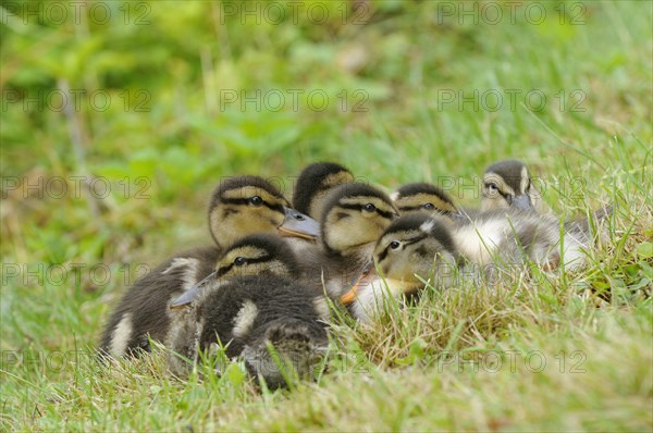 Mallard chicks (Anas platyrhynchos)