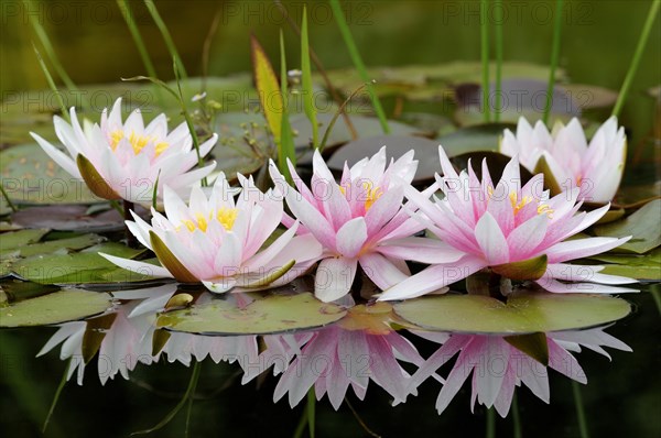 Pinky white water lilies (Nymphaea sp.) with reflection in the water