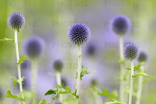 Blue globe thistles (Echinops sp.)